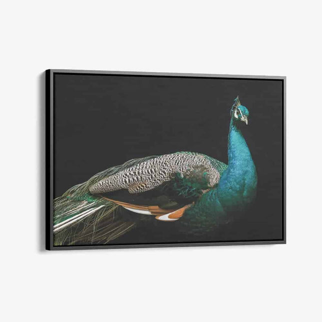 "Peacock"