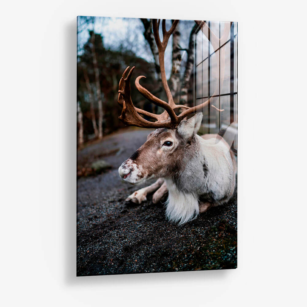 The Caribou – Glass