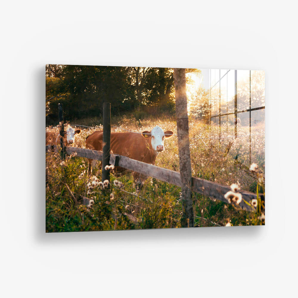 Swedish Cow – Glass
