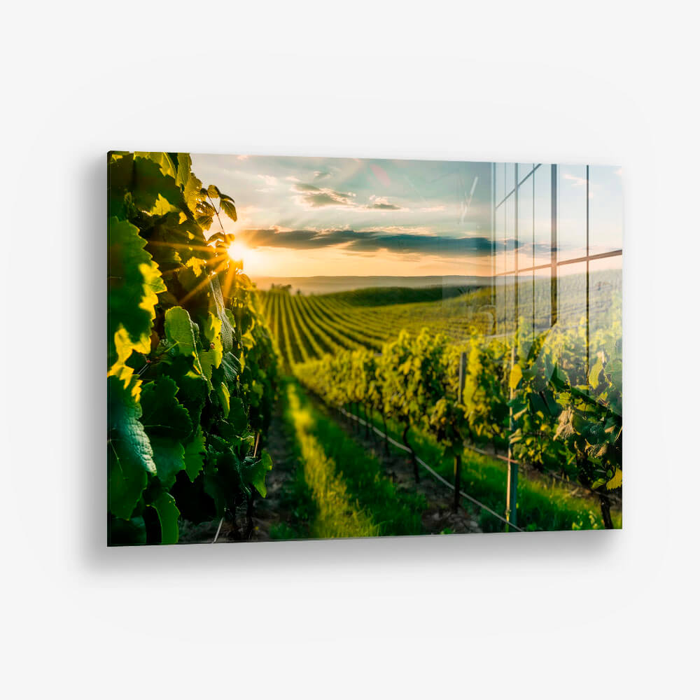 Vineyard Sun – Glass