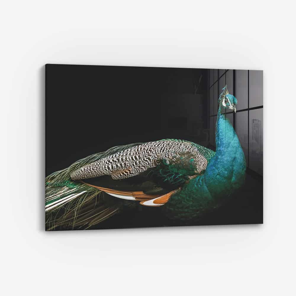 Peacock – Vetro