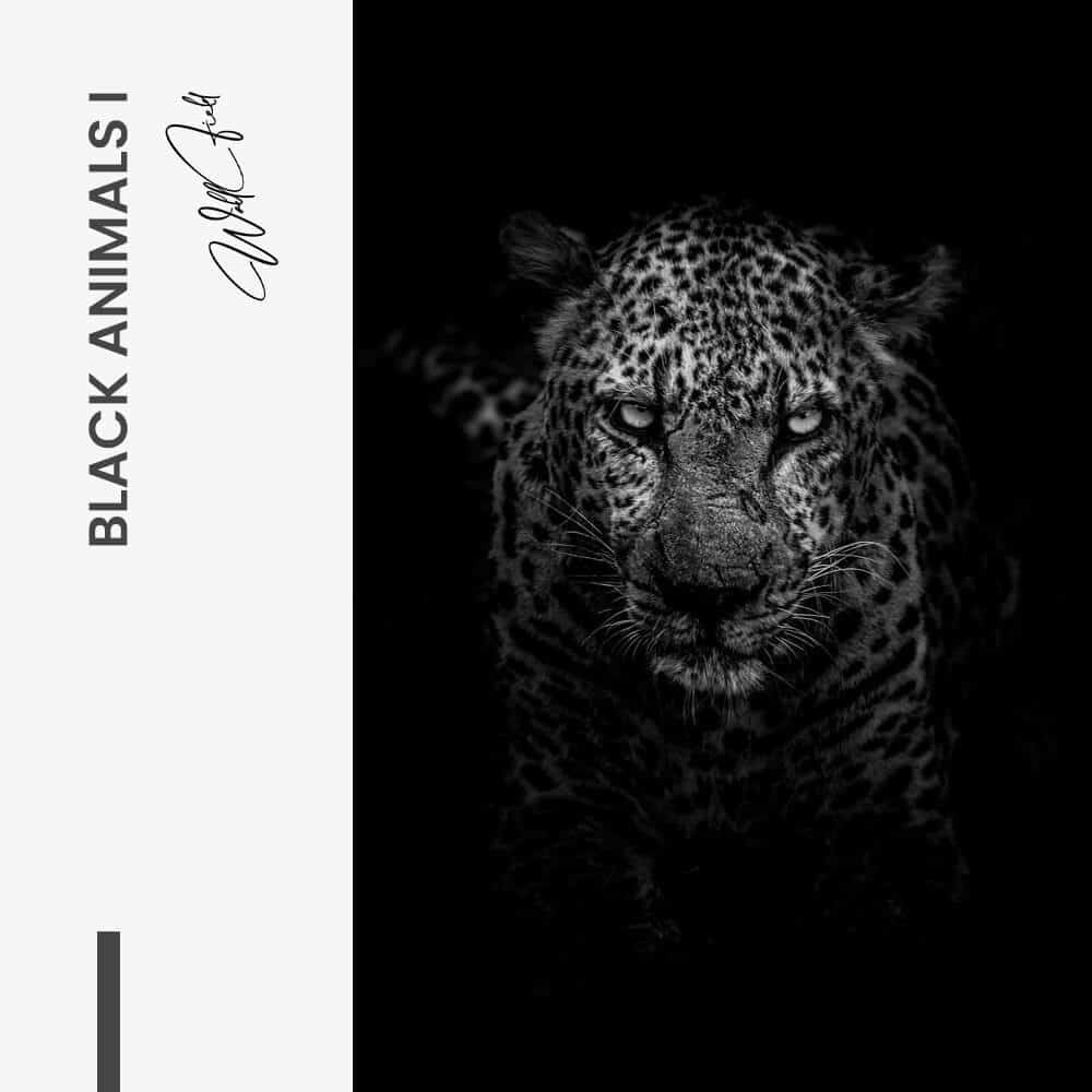 Bundle: "Black Animals" (2x)