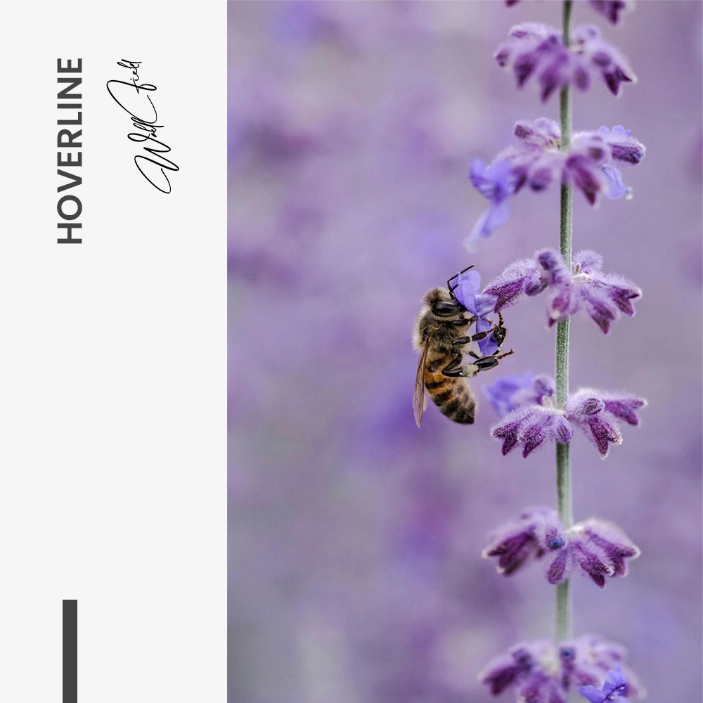 "Hoverline"