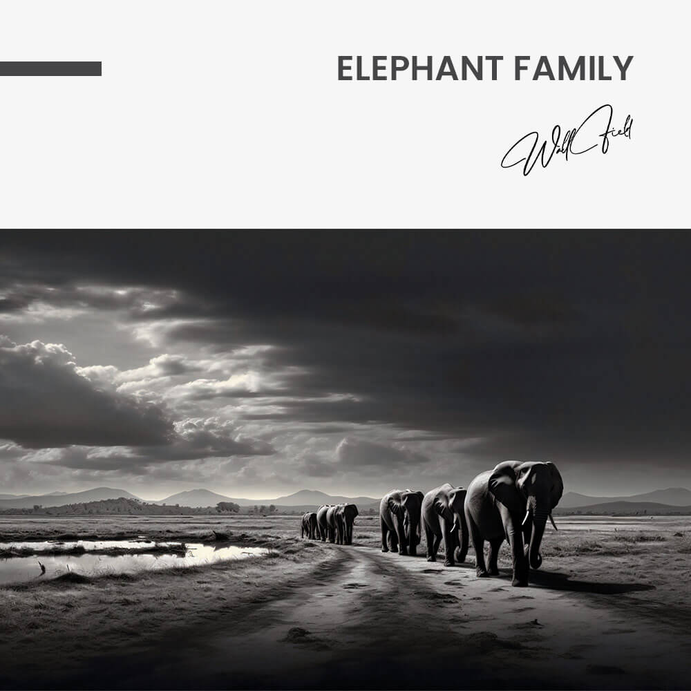 Elephant Family - Vetro