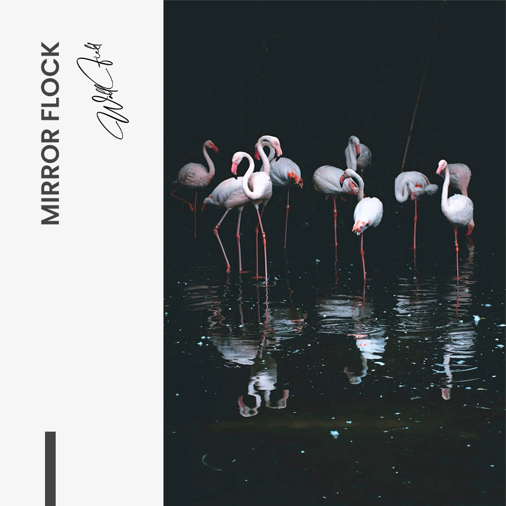 "Mirror Flock"