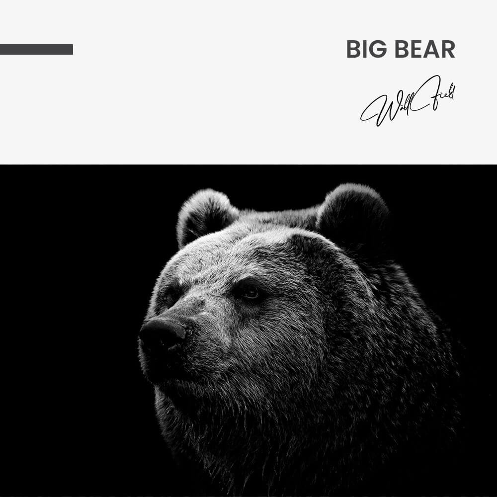 Big Bear – Vetro