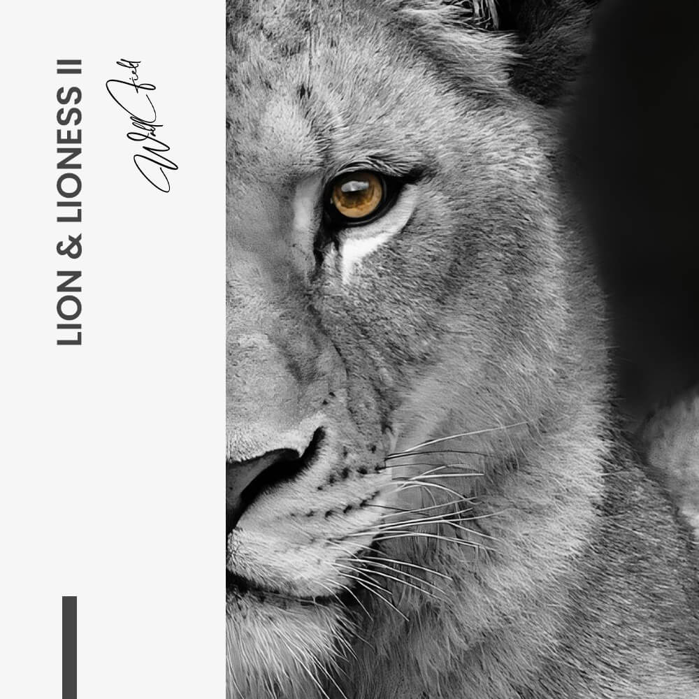 Bundle: "Lion & Lioness" (2x) – Vetro