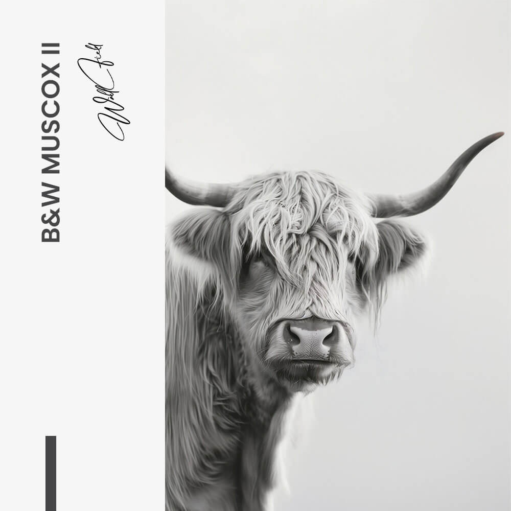 Bundle: "B&W Muscox" (2x)