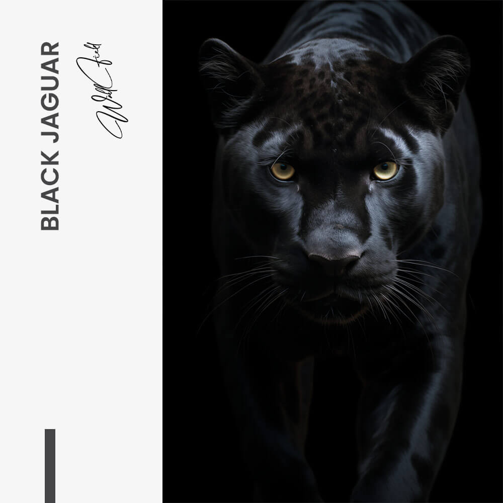 "Black Jaguar"
