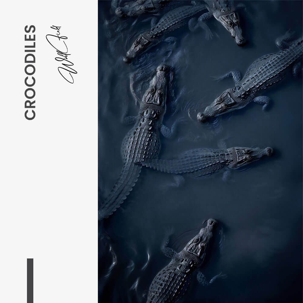 Crocodiles – Vetro