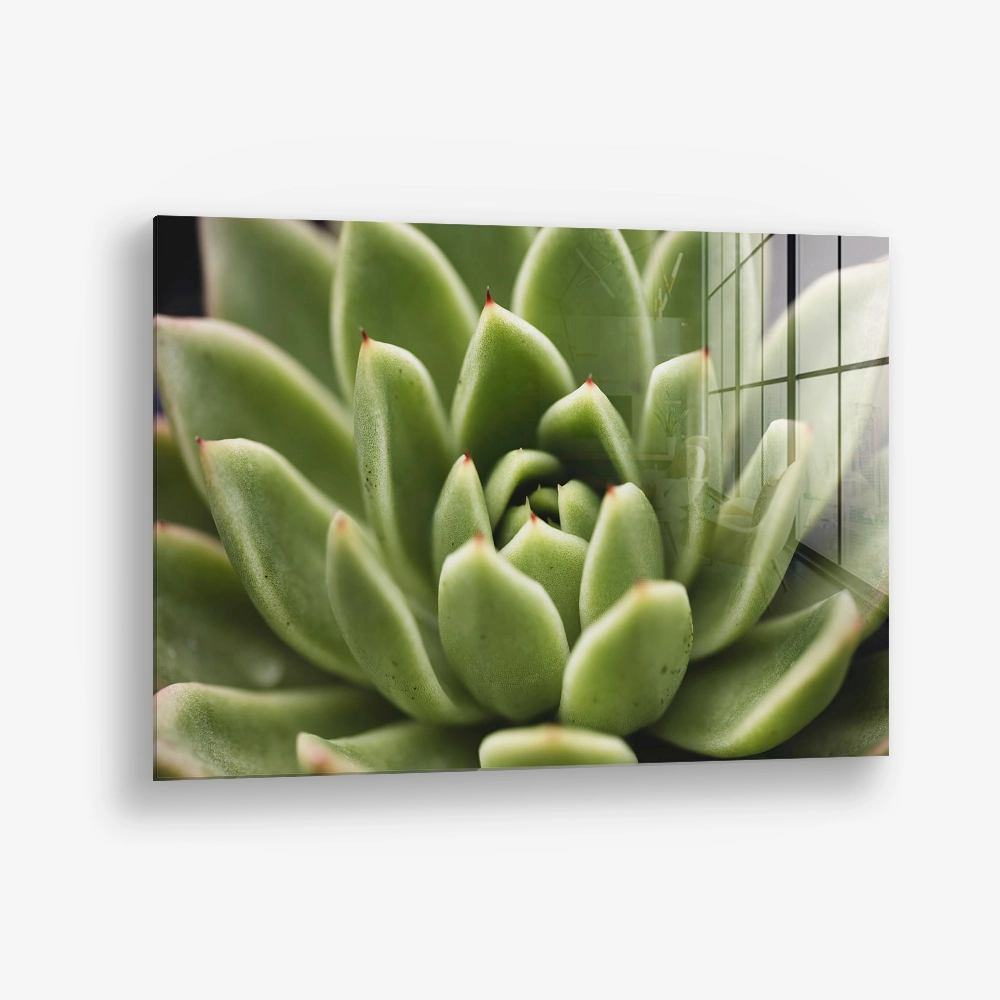 Thorn Array – Glass