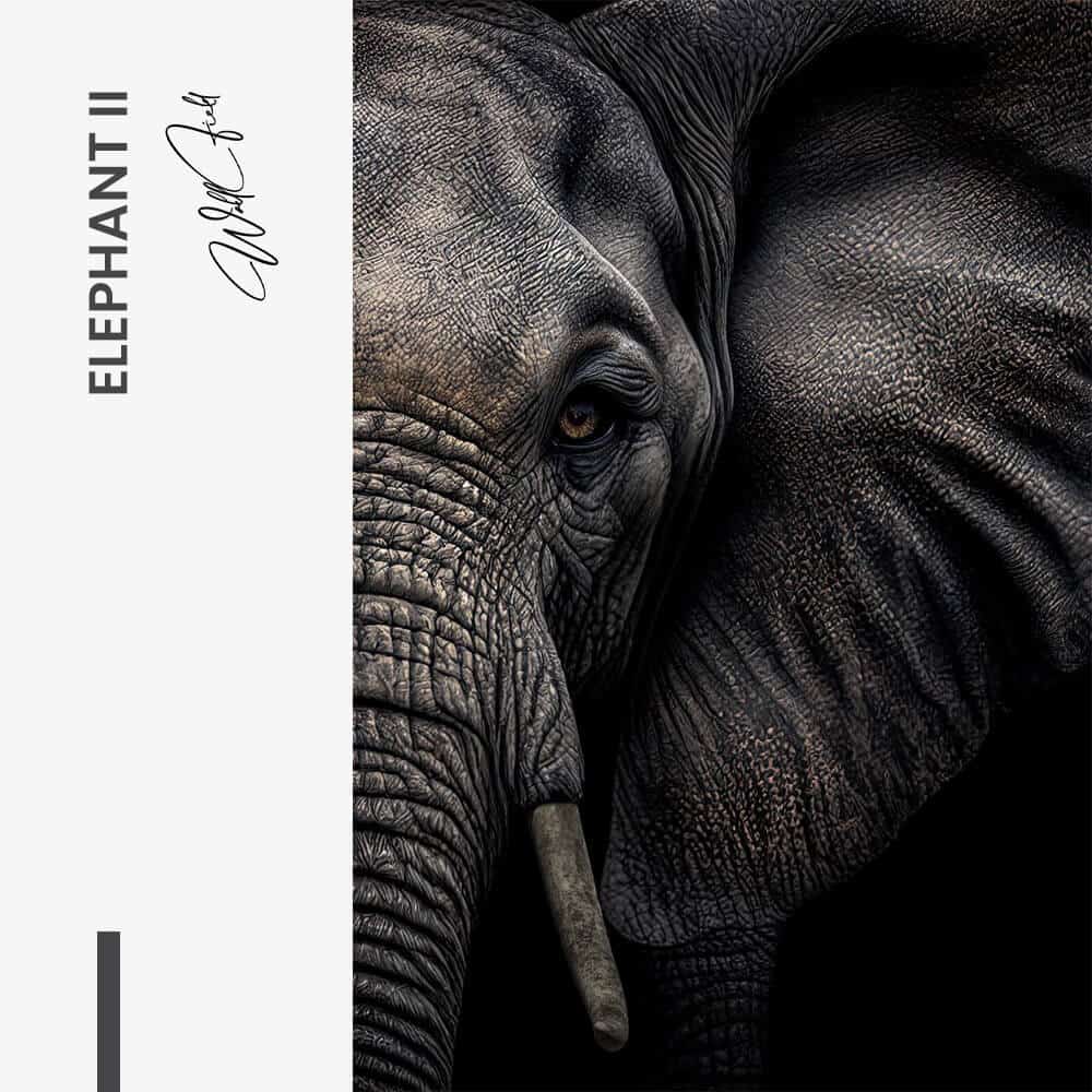 Bundle: "Elephant" (2x)