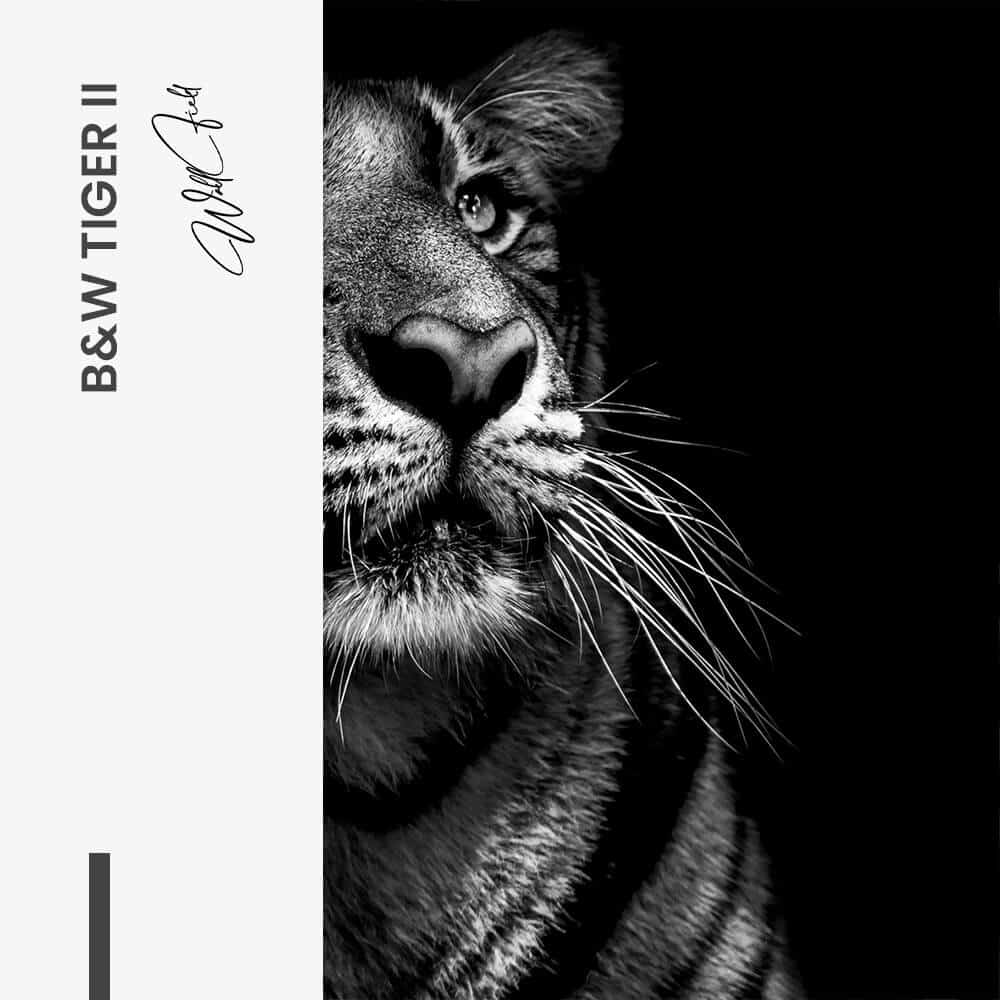 Bundle: "B&W Tiger" (2x)