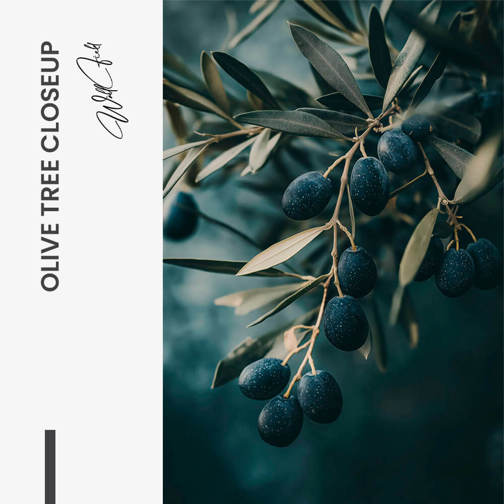 "Olive Tree Closeup"