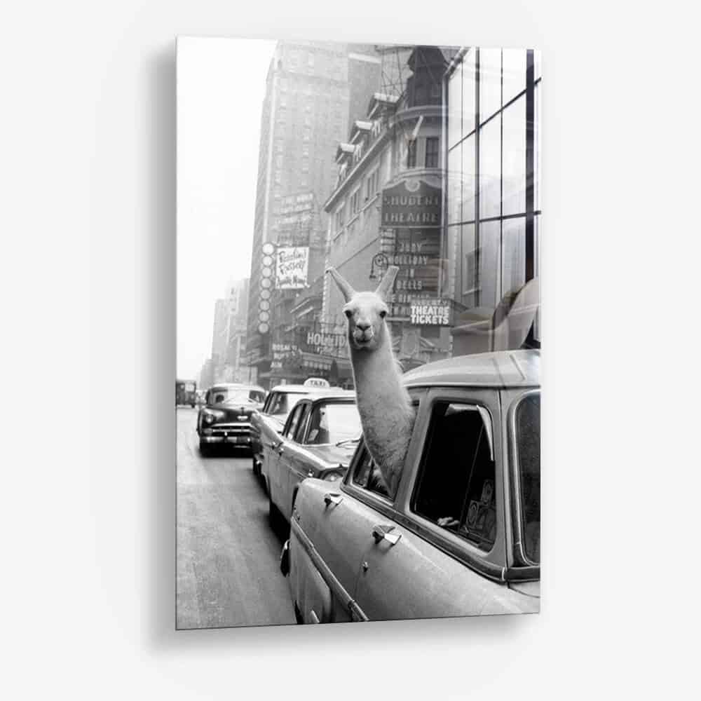 New York Lama - Vetro